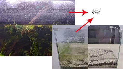 魚缸壁白白的|[問題] 最近魚缸出現介於白色跟透明的絲狀物